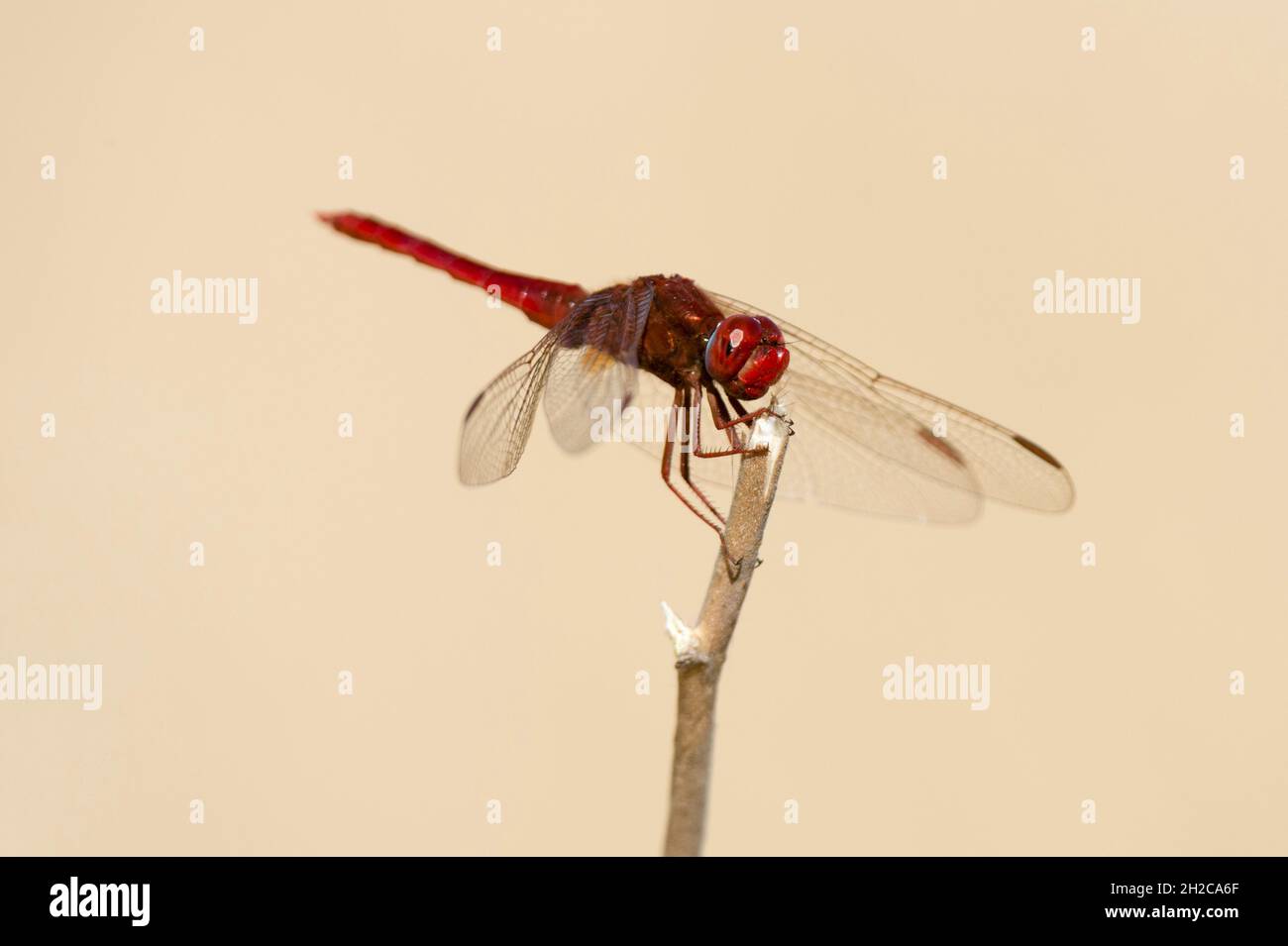 Ritratto di una libellula rossa, Urothemis assignata, arroccata su un ramoscello. Delta Okavango, Botswana. Foto Stock