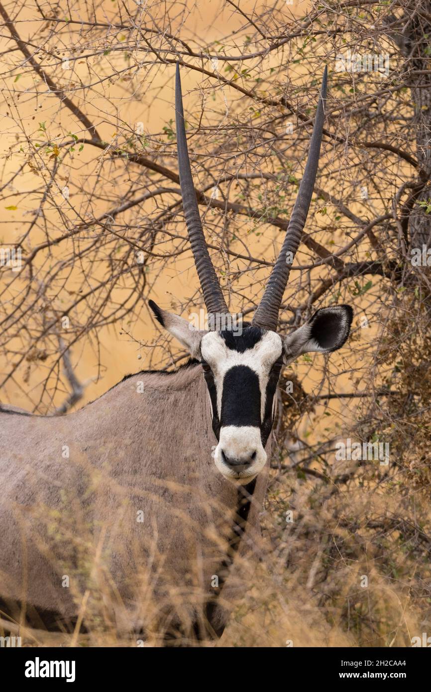 Ritratto di un gemsbok, Oryx gazella, guardando la fotocamera. Nxai Pan, Botswana Foto Stock