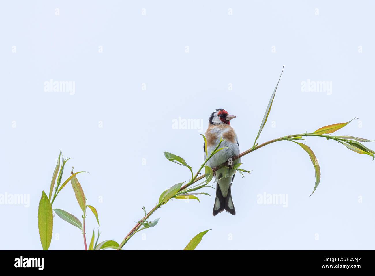 Un unico Goldfinch europeo, Carduelis carduelis in un albero su un chiaro sfondo nel Regno Unito. Foto Stock