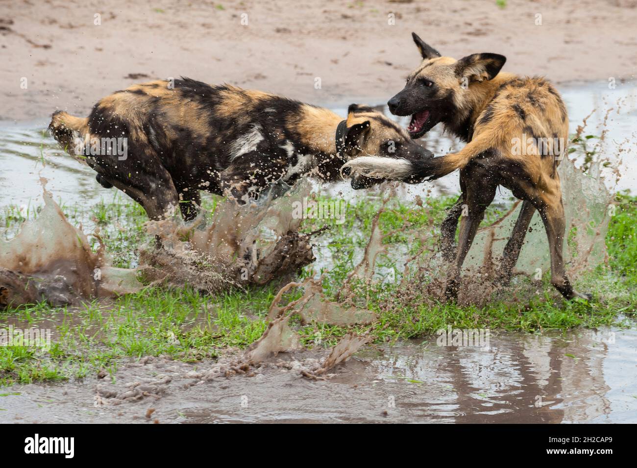 Due cani selvatici o lupi dipinti, Lycaon pictus uno con un collare GPS, che combattono in acqua. Zona di concessione di Khwai, Okavango, Botswana. Foto Stock