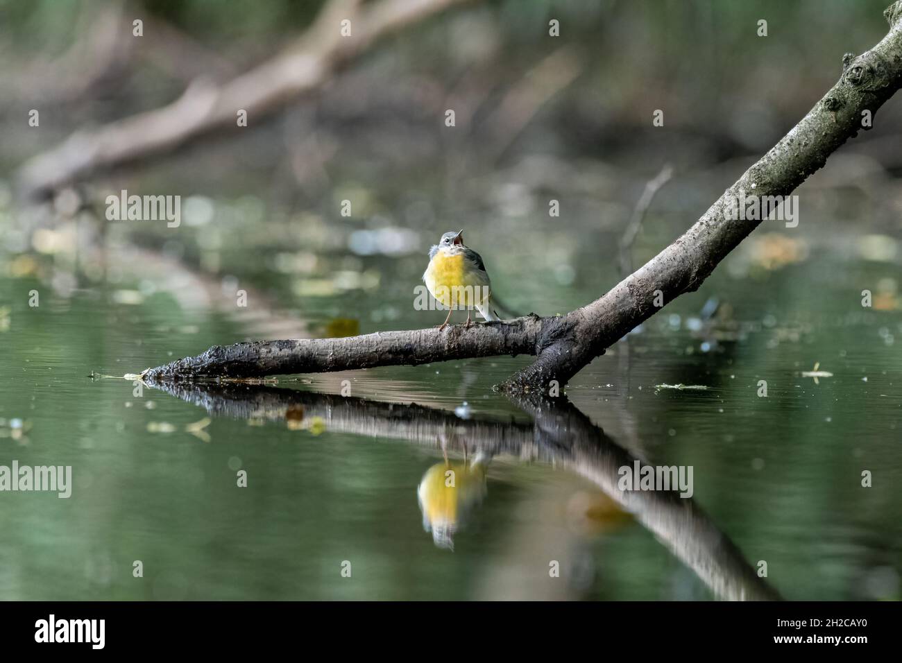 Un Gray Wagtail, Motacilla cinerea su un ramo d'albero in acqua con riflessione nel Regno Unito. Foto Stock