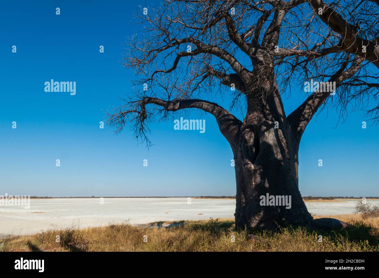Un torreggiante albero di baobab, specie Adansonia, sul bordo di una saliera. I baobab Baines sono un gruppo di 7 baobab. Essi sono anche noti come Sl Foto Stock
