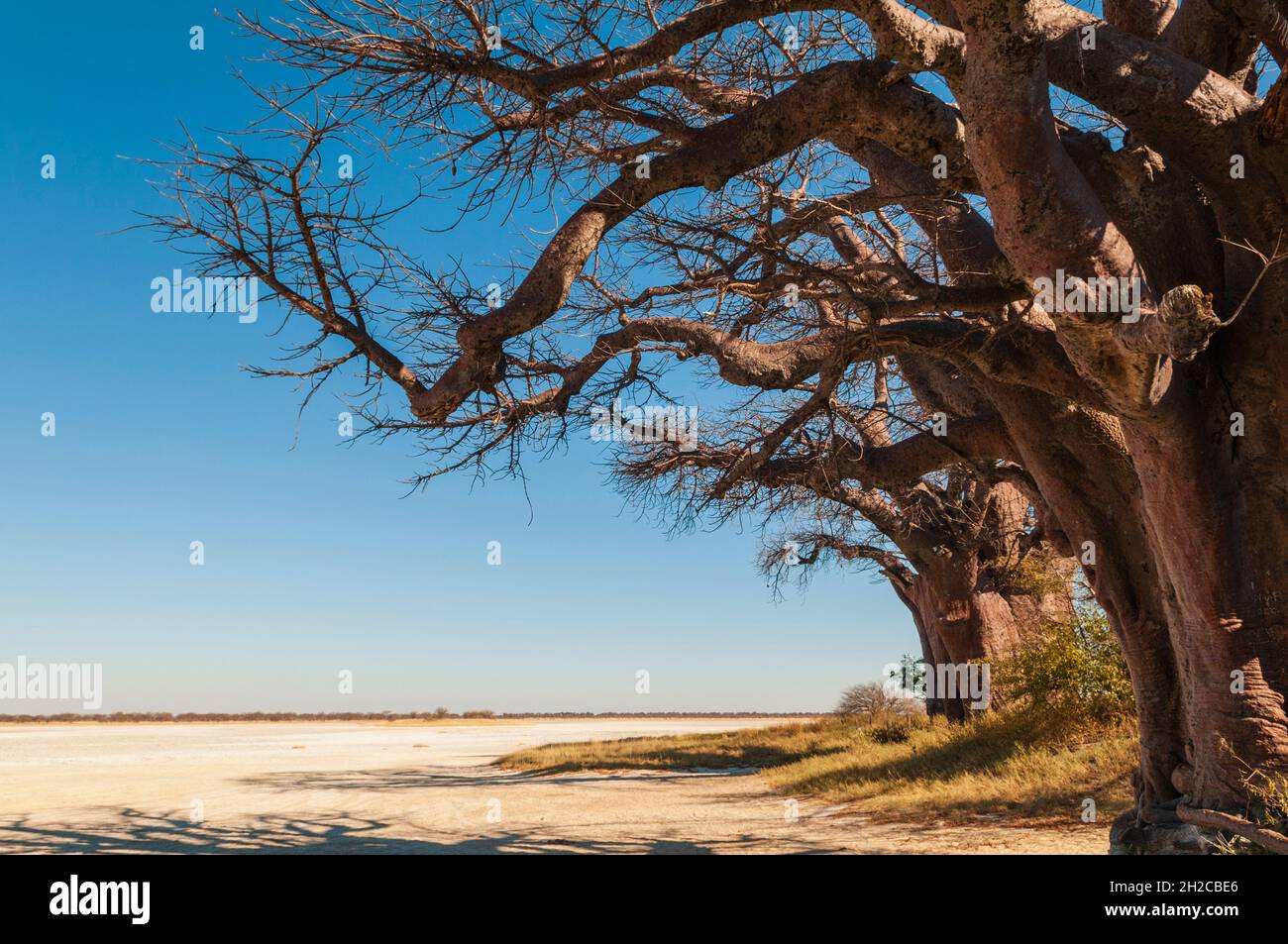 I baobab di Baines sono un gruppo di 7 baobab, specie di Adansonia, un arrangiamento insolito per questa specie. Essi sono anche noti come il SIS addormentata Foto Stock
