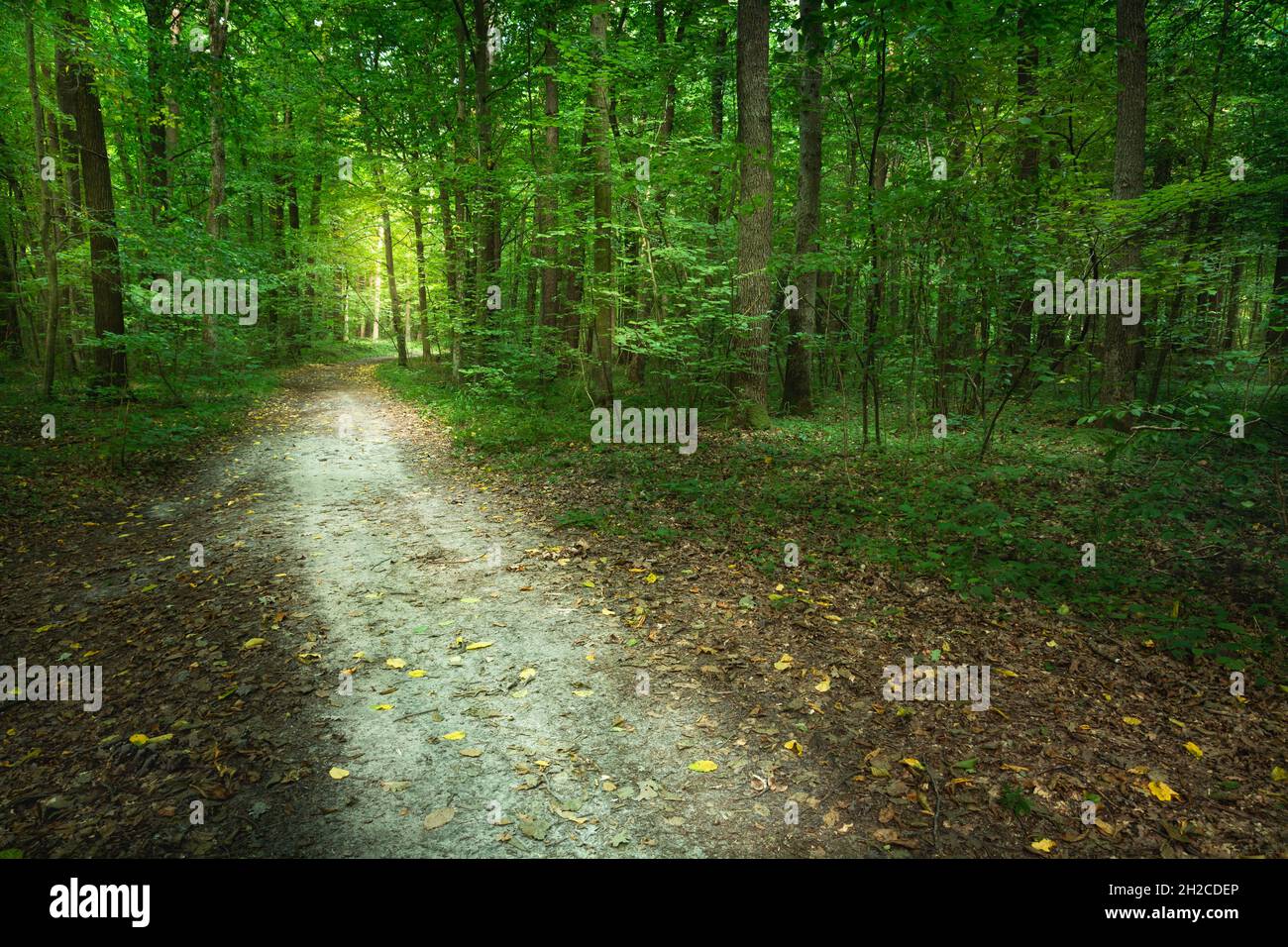 Sentiero sabbioso attraverso la verde foresta decidua, vista estiva Foto Stock
