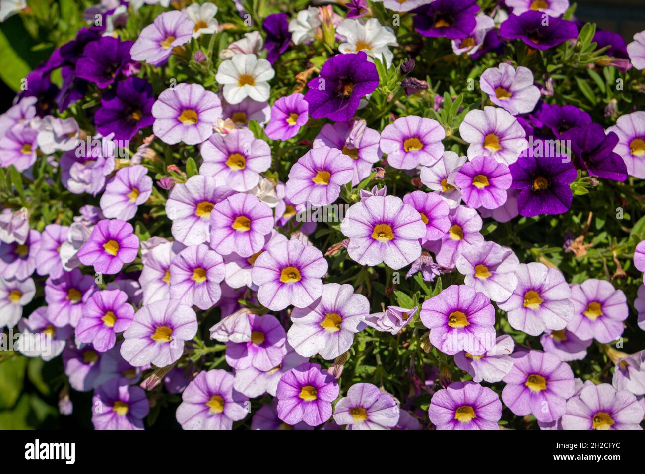Belle petunie variegate in tonalità di viola, in un cesto appeso per fiorire tutta l'estate, i Paesi Bassi Foto Stock
