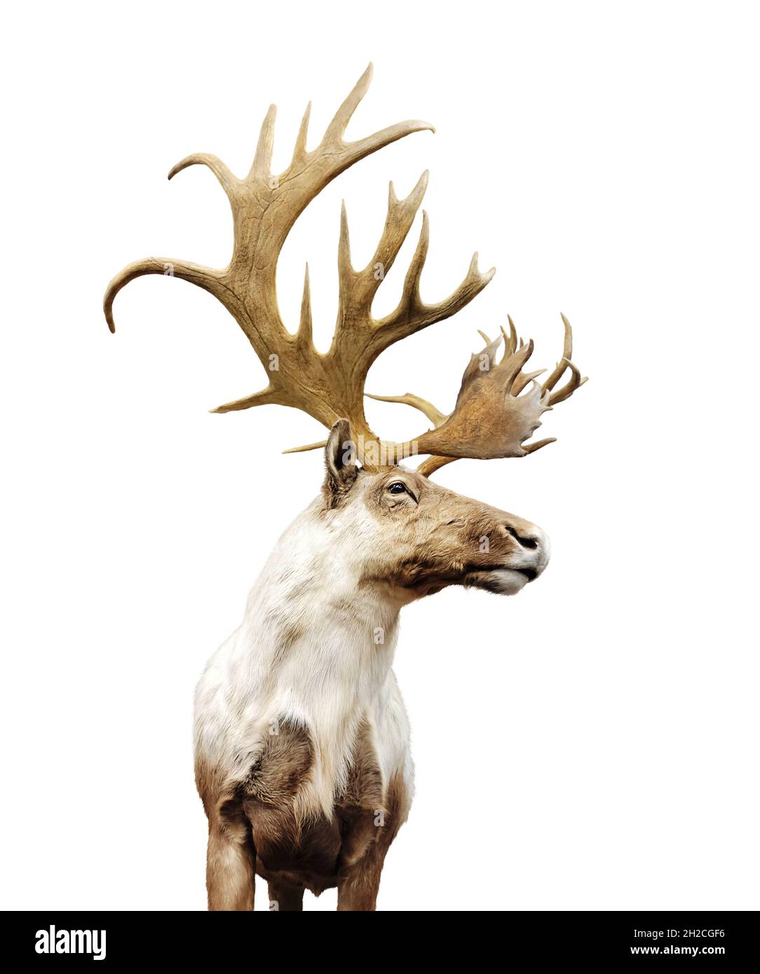 Grande buck di cervo con corna grandi isolate su sfondo bianco Foto Stock