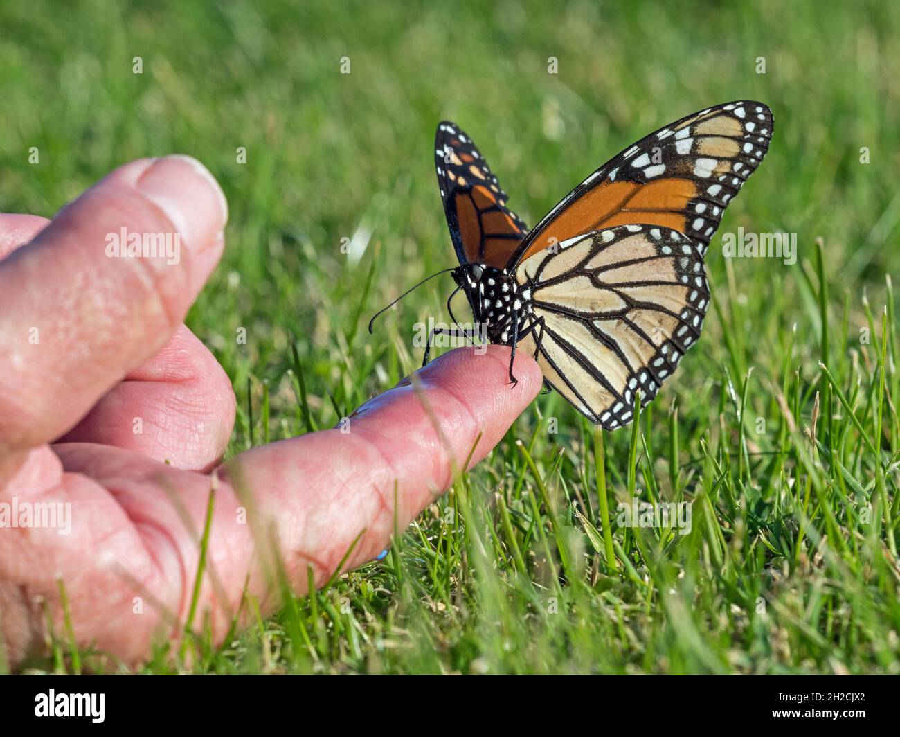Monarch Butterfly (Danaus plexippus) bere acqua di zucchero da un dito, Sumburgh, Shetland, Scozia Foto Stock
