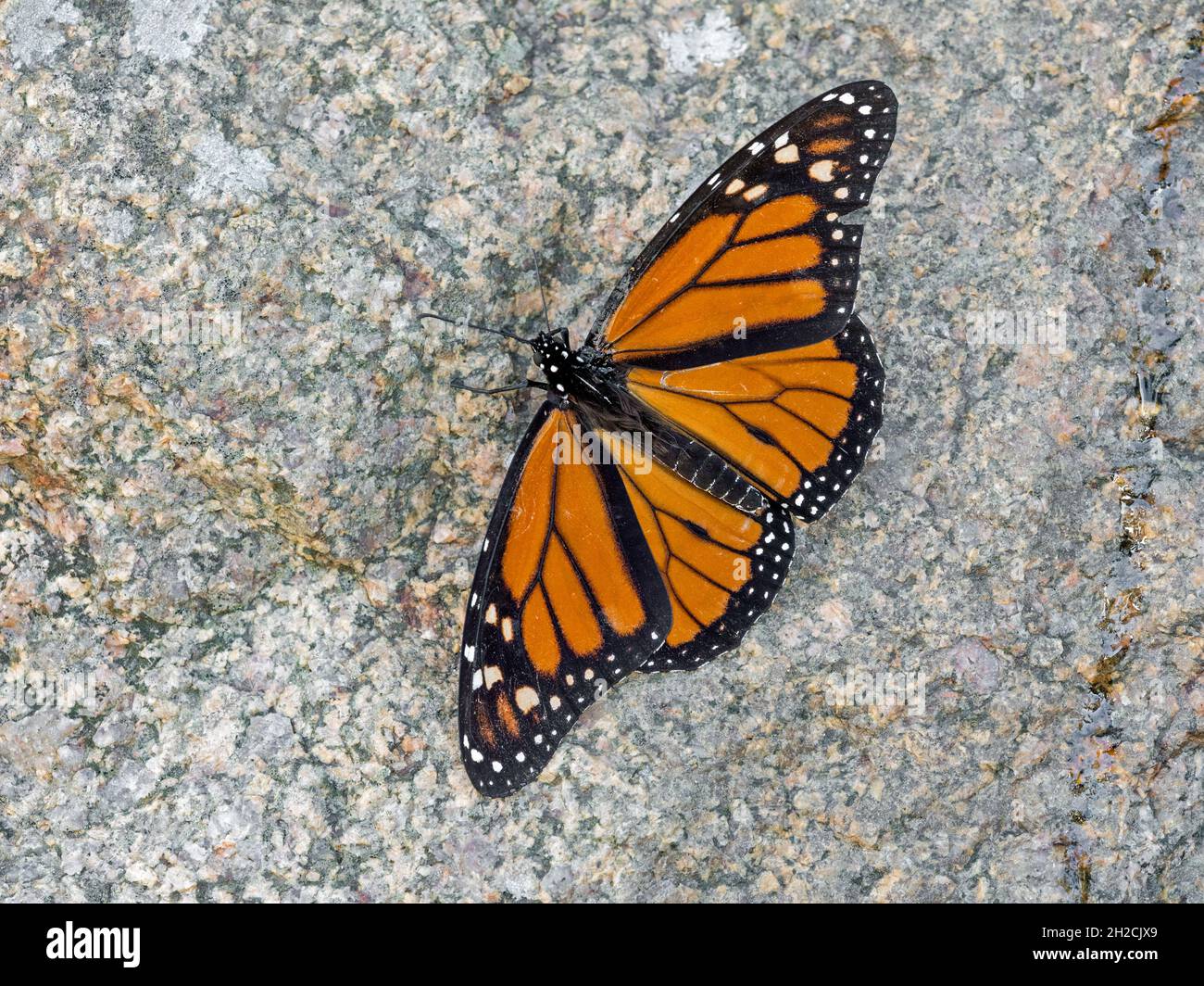 Monarch Butterfly (Danaus plexippus), Sumburgh, Shetland, Scozia Foto Stock