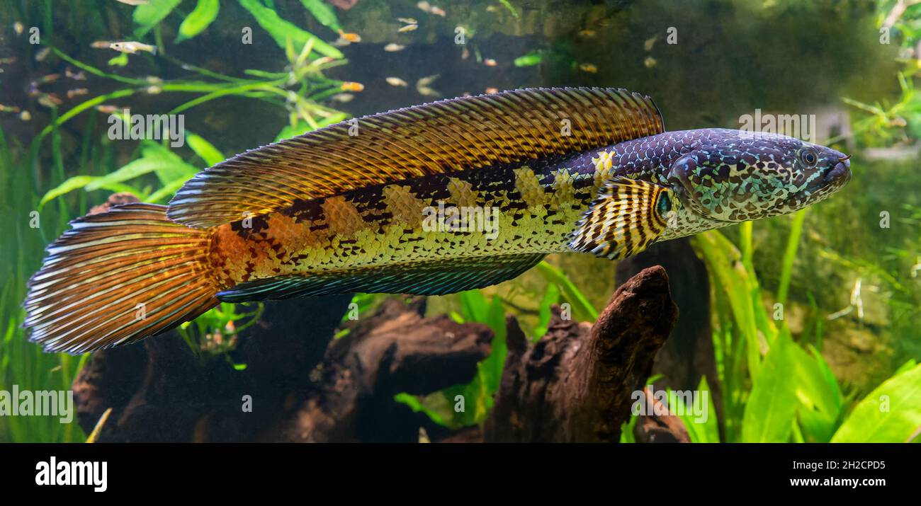Testa di serpente a macchie arancioni (Chana aurantimaculata) Foto Stock