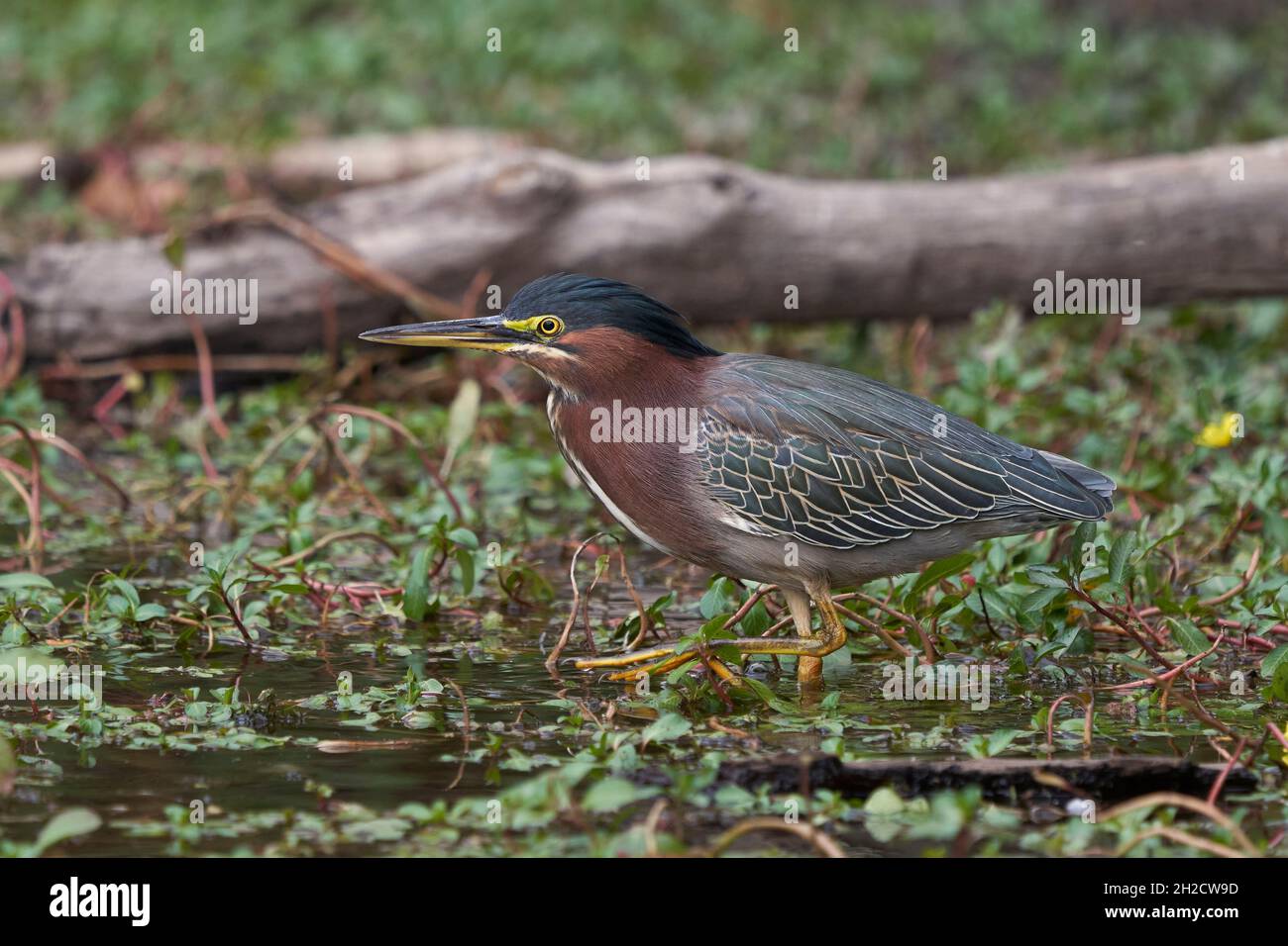 Green Heron (Butorides virescens), Sacramento County California USA Foto Stock
