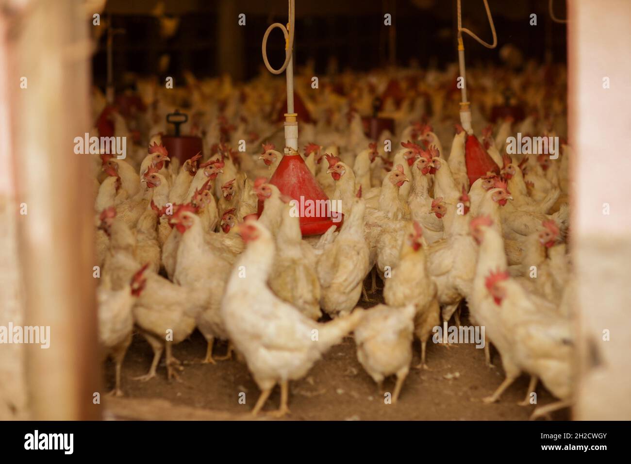 Gaziantep, Anatolia, Turchia. 17 ottobre 2021. Gaziantep, Turchia. 19 ottobre 2021. Galline nella 'Grand Farms' nella città turca meridionale di Gaziantep. La fattoria alleva pollo, pecora e capre, e produce un gran numero di uova di allevamento libero. Coltiva anche funghi e produce foraggi animali, e si impegna a proteggere l'ambiente e a garantire la sostenibilità. L'azienda rappresenta un esempio di riuscita integrazione dei siriani che si insediano in Turchia dopo la fuga dal conflitto nel loro paese d'origine (Credit Image: © Muhammad ATA/IMAGESLIVE via ZUMA Press Wire) Foto Stock