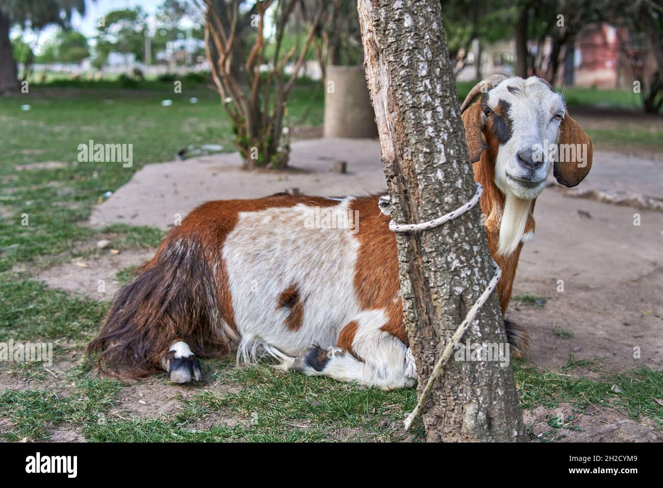 Capra marrone e bianco che riposa legato ad un tronco di albero con una corda su una fattoria. Orizzontale. Argentina Foto Stock