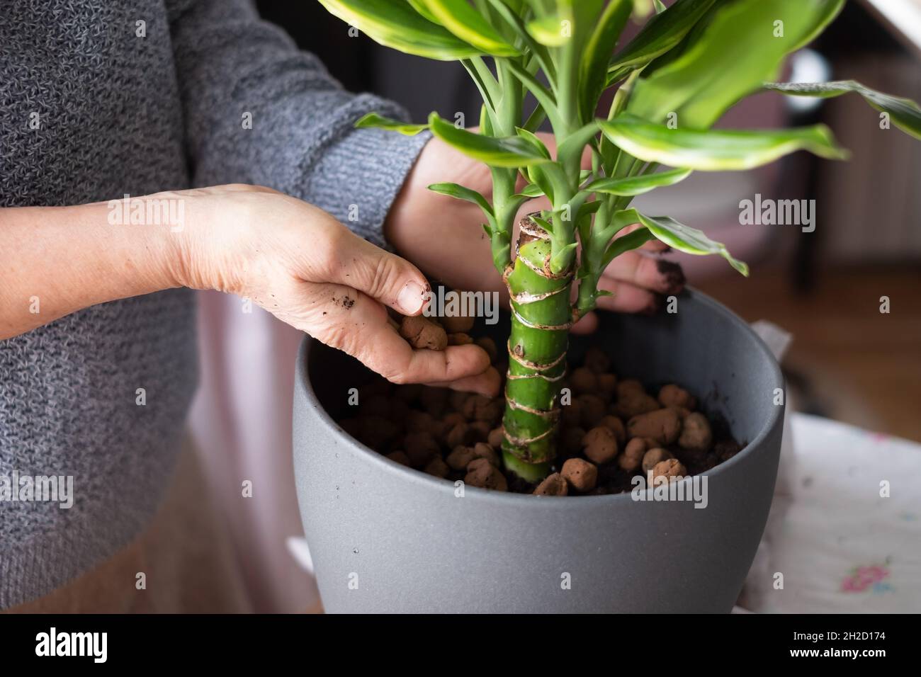 Donna piantando un fiore e la pulizia della molla. Foto Stock
