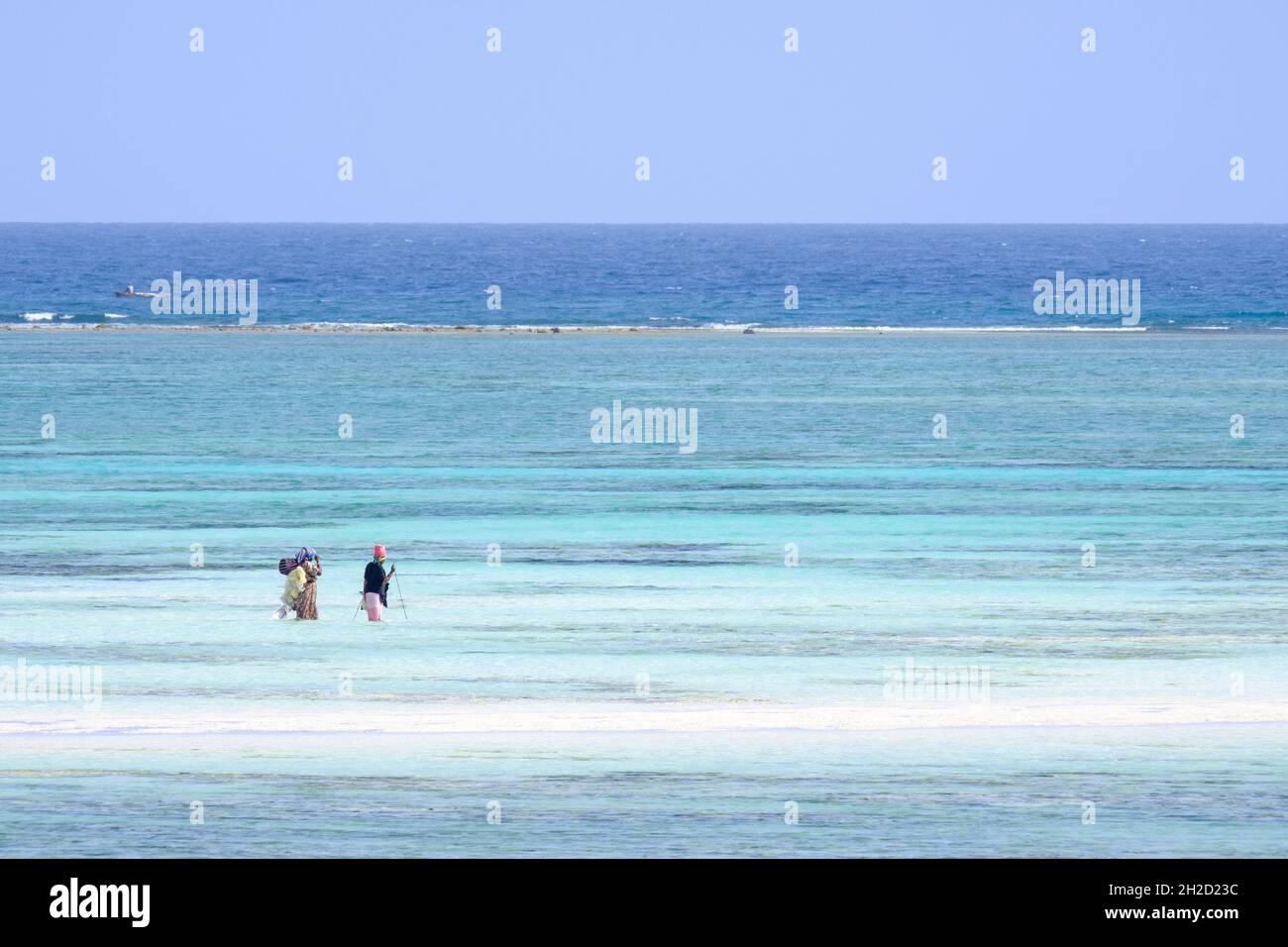 2 persone locali raccolgono frutti di mare in una laguna. Zanzibar, Tanzania, Africa Foto Stock