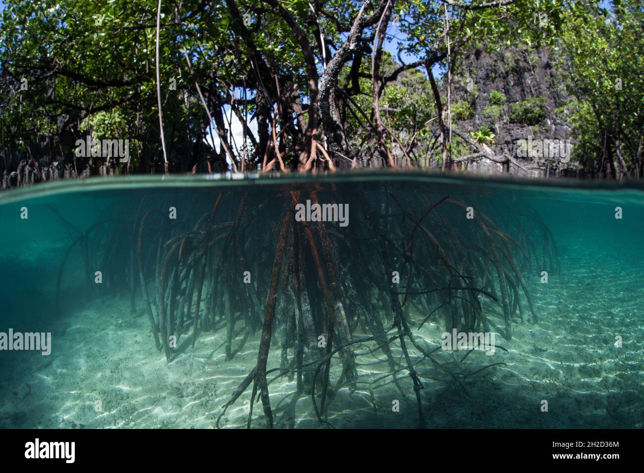 Le foreste di mangrovie in tutto il Raja Ampat, Indonesia, offrono habitat per molte specie. Quest'area ospita la più alta biodiversità marina della Terra. Foto Stock