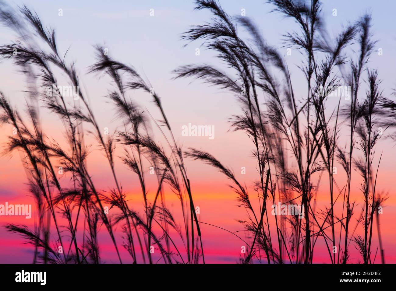 Fiori di canna in fiore che soffiano nel vento contro il cielo del tramonto negli sfondi. Campi di fiori astratti sul crepuscolo invernale. Silhouette. Esposizione prolungata. Foto Stock