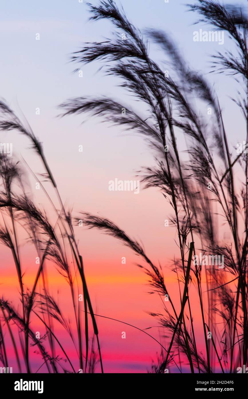 Fiori di canna in fiore che soffiano nel vento contro il cielo del tramonto negli sfondi. Campi di fiori astratti sul crepuscolo invernale. Silhouette. Esposizione prolungata. Foto Stock