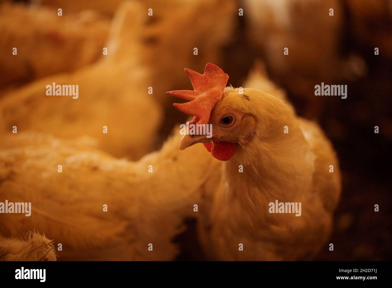 17 ottobre 2021, Gaziantep, Anatolia, Turchia: Gaziantep, Turchia. 19 ottobre 2021. Una gallina nella â€œGrand Farmsâ€ nella città turca meridionale di Gaziantep. La fattoria alleva pollo, pecora e capre, e produce un gran numero di uova di allevamento libero. Coltiva anche funghi e produce foraggi animali, e si impegna a proteggere l'ambiente e a garantire la sostenibilità. L'azienda agricola rappresenta un esempio di riuscita integrazione dei siriani che si insediano in Turchia dopo la fuga dal conflitto nel loro paese d'origine (Credit Image: © Zakariya Yahya/IMAGESLIVE via ZUMA Press Wire) Foto Stock