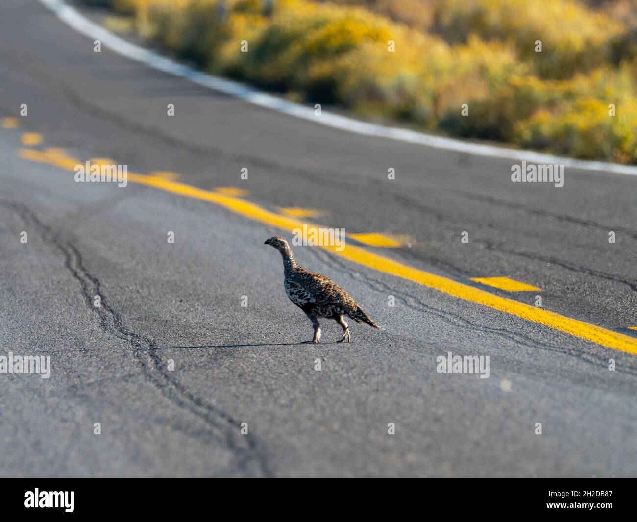 Greater Sage Grouse, Centrocercus urophasianus, sulla strada per Bodie state Historic Park, California, USA Foto Stock