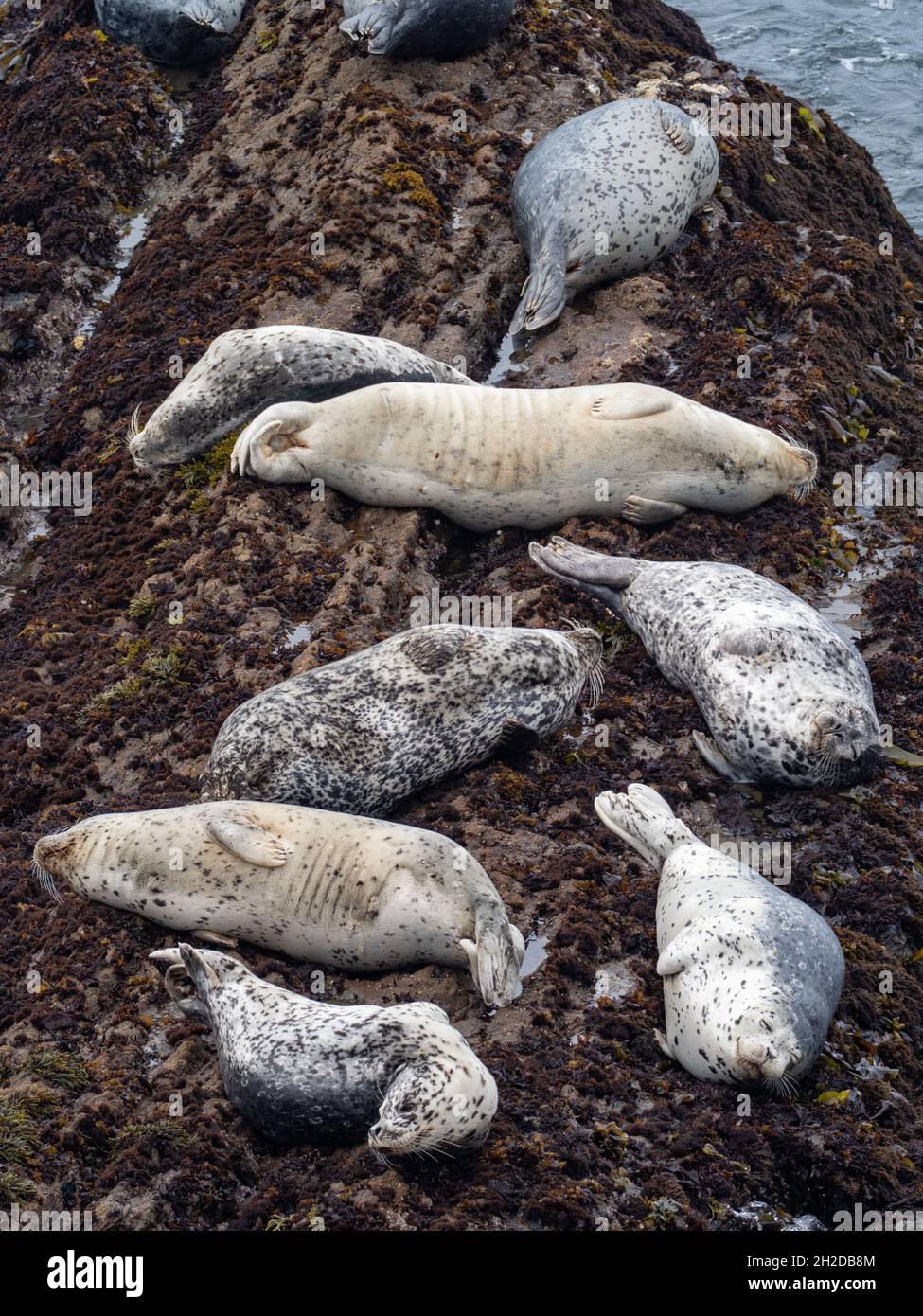 Porti foche, Phoca vitulina, ha trasportato fuori sulle rocce al faro di Point Arena, California, Stati Uniti Foto Stock