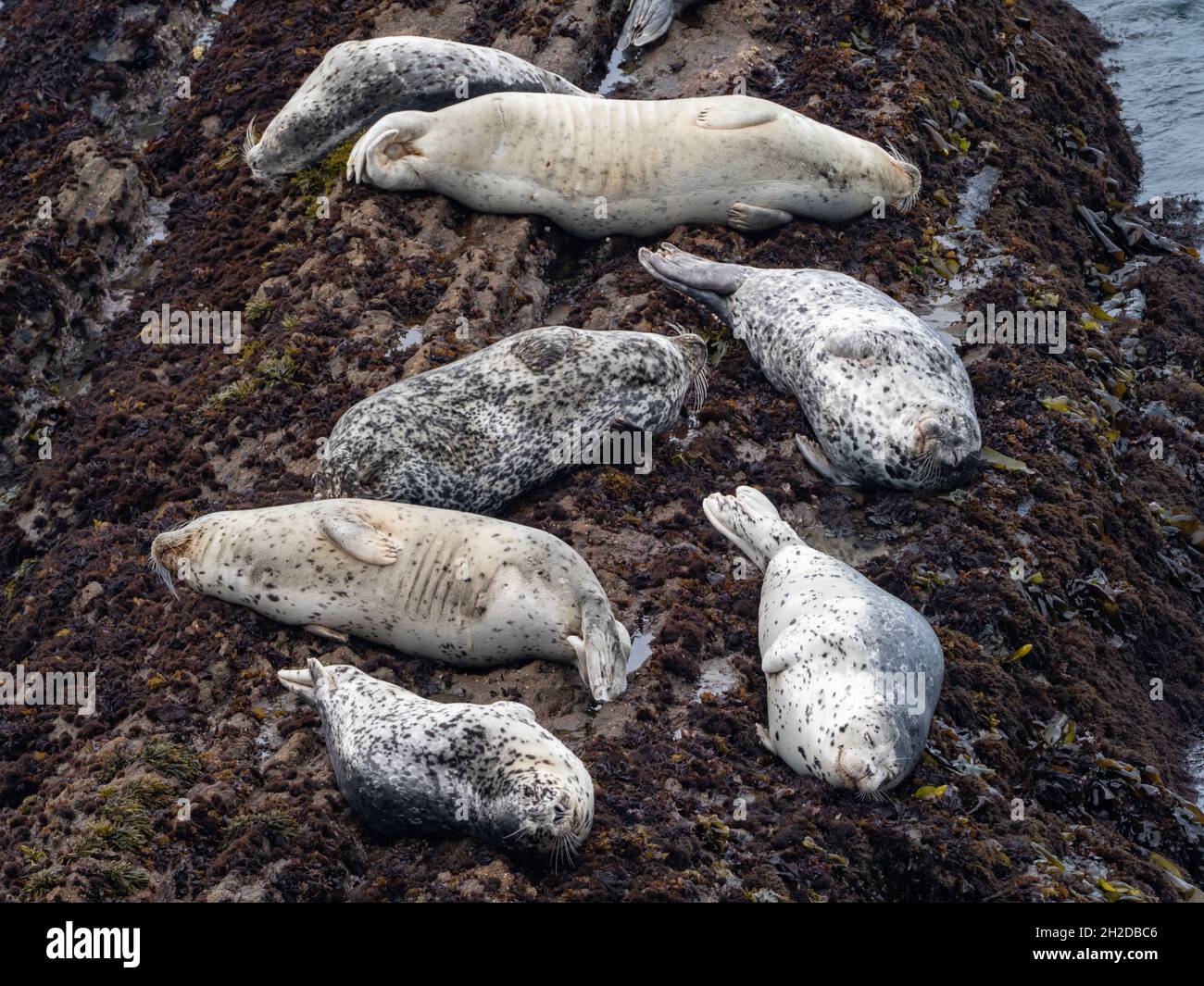 Porti foche, Phoca vitulina, ha trasportato fuori sulle rocce al faro di Point Arena, California, Stati Uniti Foto Stock
