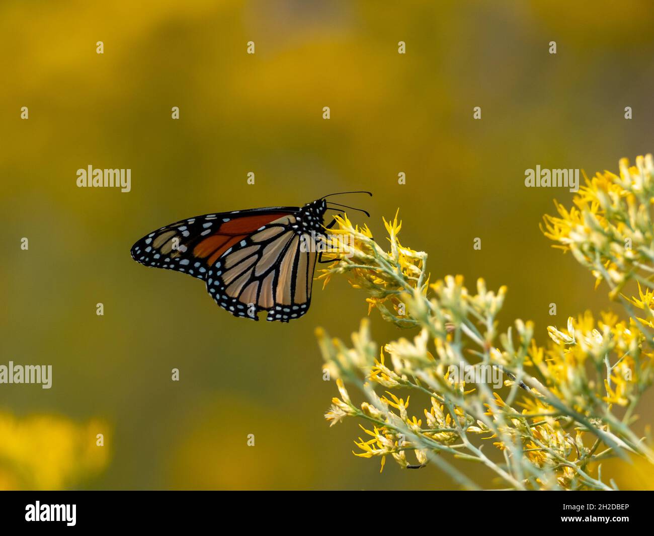 Monarch Butterfly, Danaus plexippus, nella Sierra orientale, California, USA Foto Stock