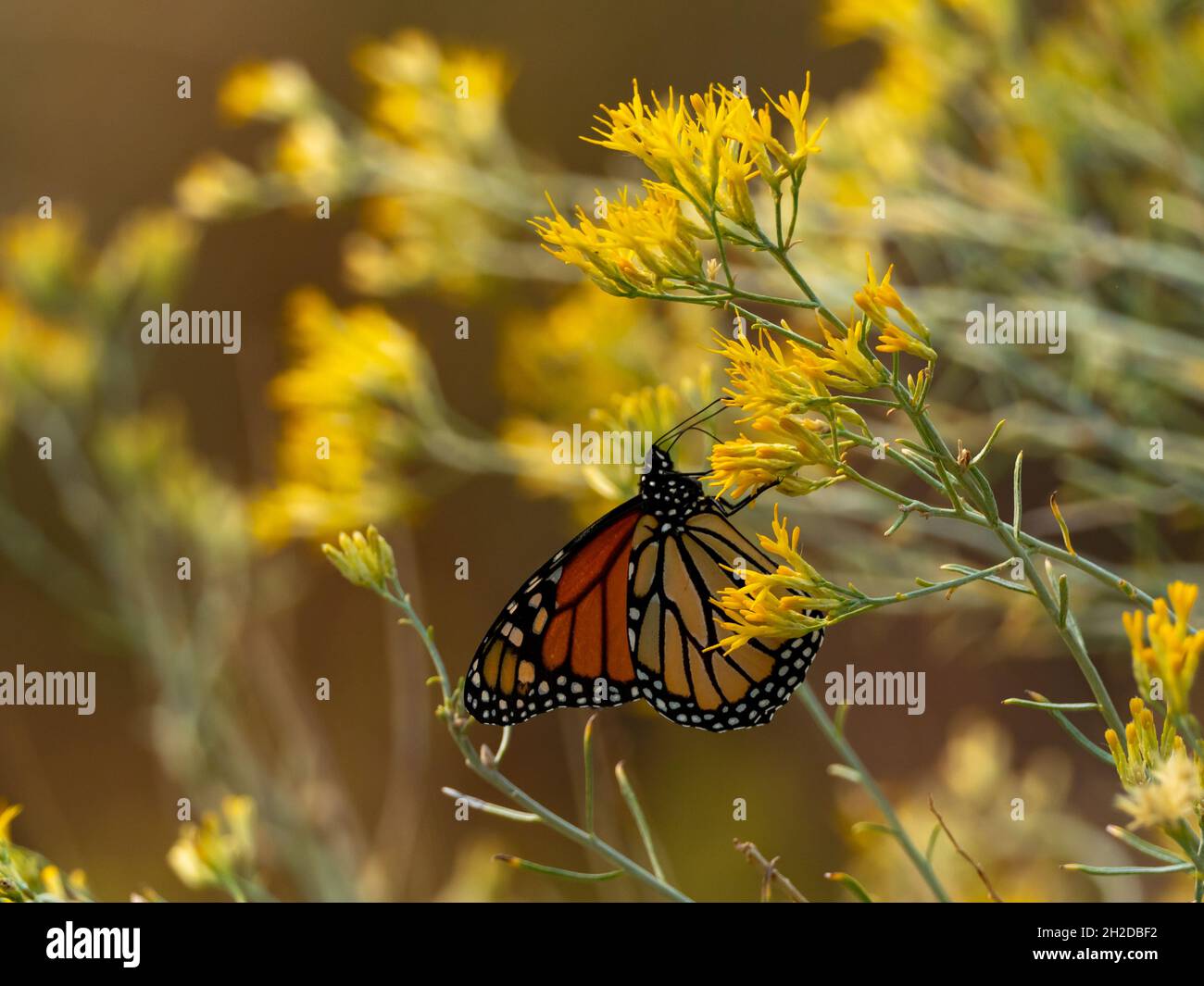 Monarch Butterfly, Danaus plexippus, nella Sierra orientale, California, USA Foto Stock