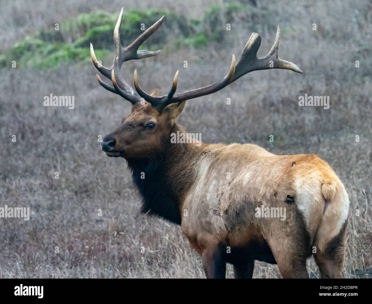 Tule Elk, Cervus canadensis nanodes, con impressionanti antilers in Point Reyes National Seashore, California, USA Foto Stock Tule Elk, Cervus canadensis nanodes, con impressionanti antilers in Point Reyes National Seashore, California, USA Foto Stock