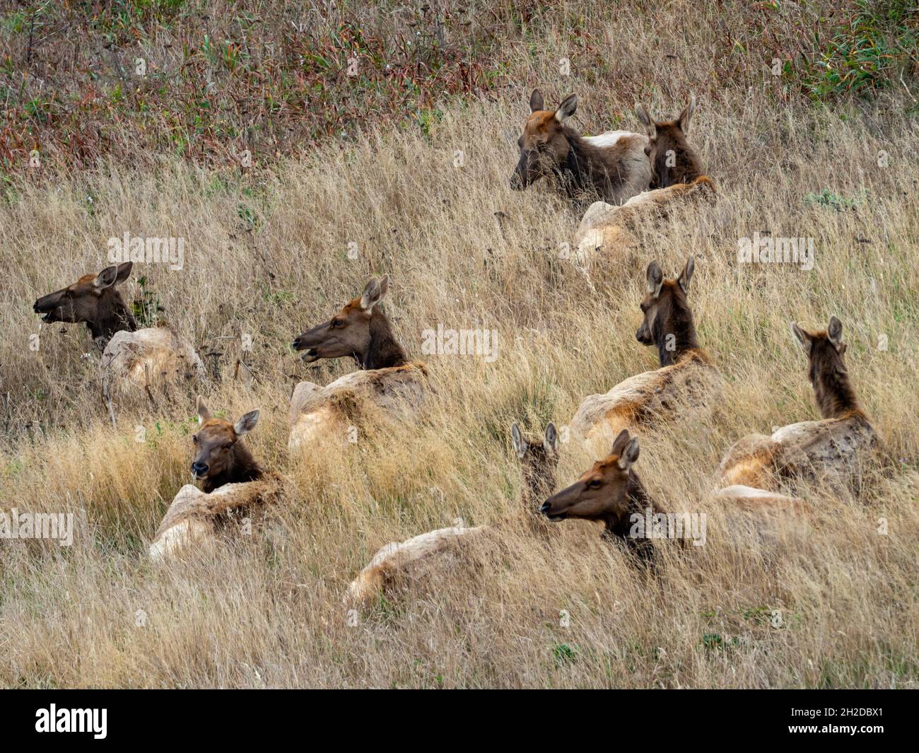 Tule Elk, Cervus canadensis nanodes, femmine a Point Reyes National Seashore, California, USA Foto Stock Tule Elk, Cervus canadensis nanodes, femmine a Point Reyes National Seashore, California, USA Foto Stock