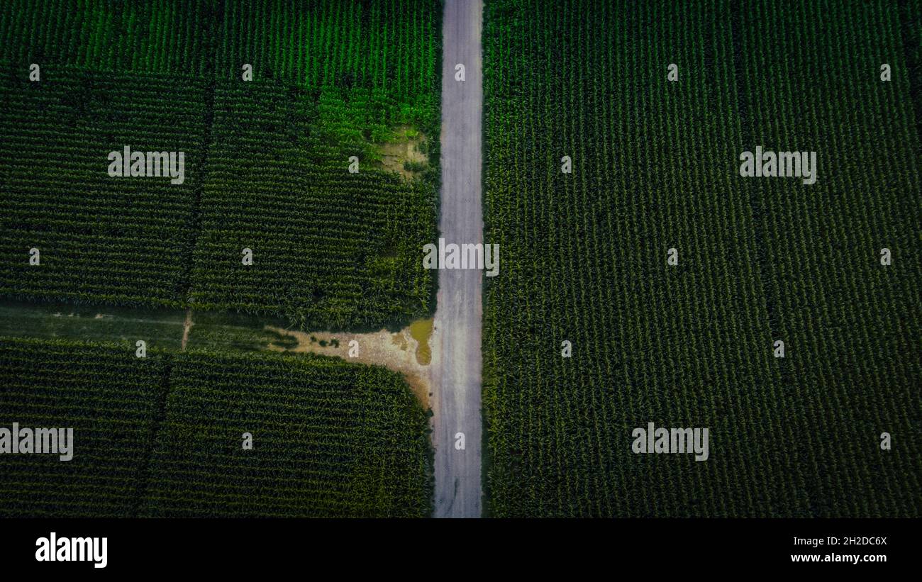 Vista aerea di un sentiero circondato da campi di mais Foto Stock