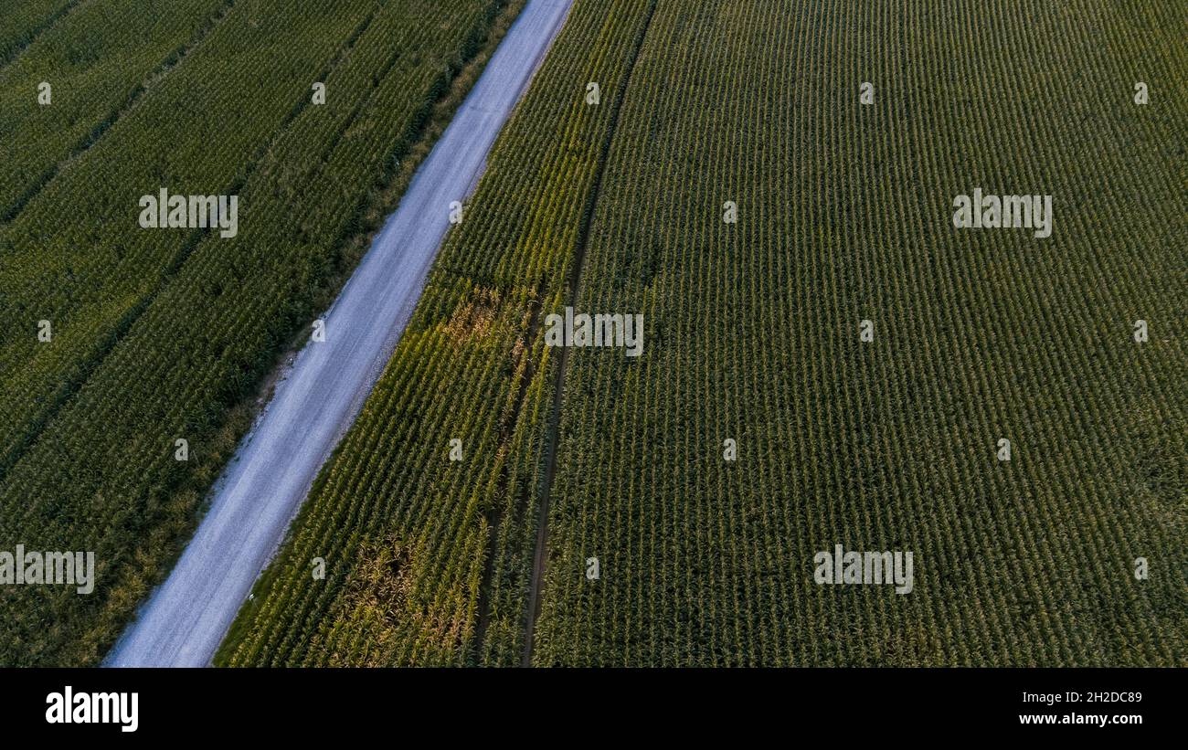 vista aerea di alcuni campi di mais da una strada Foto Stock