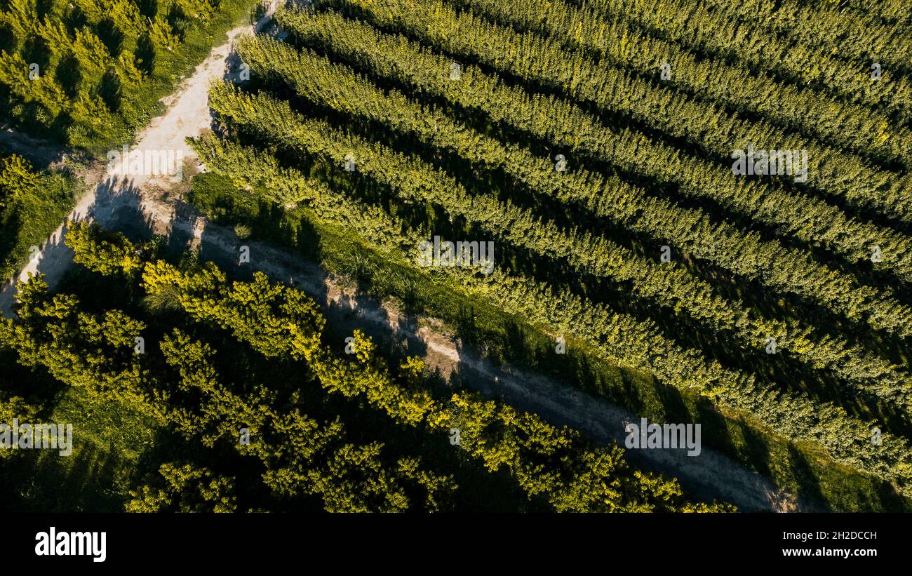 Vista aerea di alberi da frutto Foto Stock