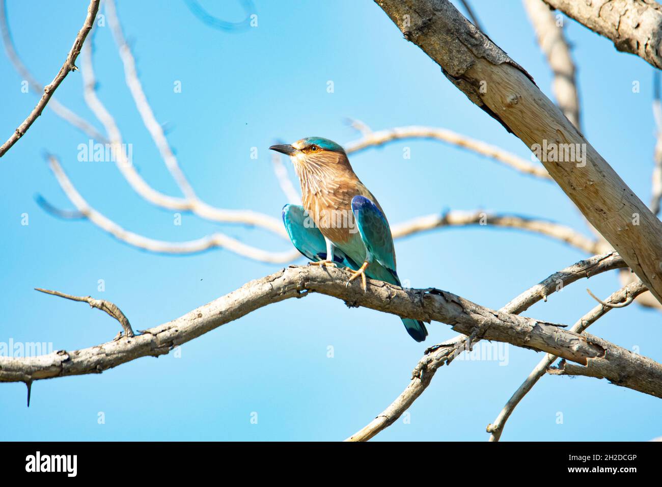 Rullo indiano seduto su un albero Foto Stock