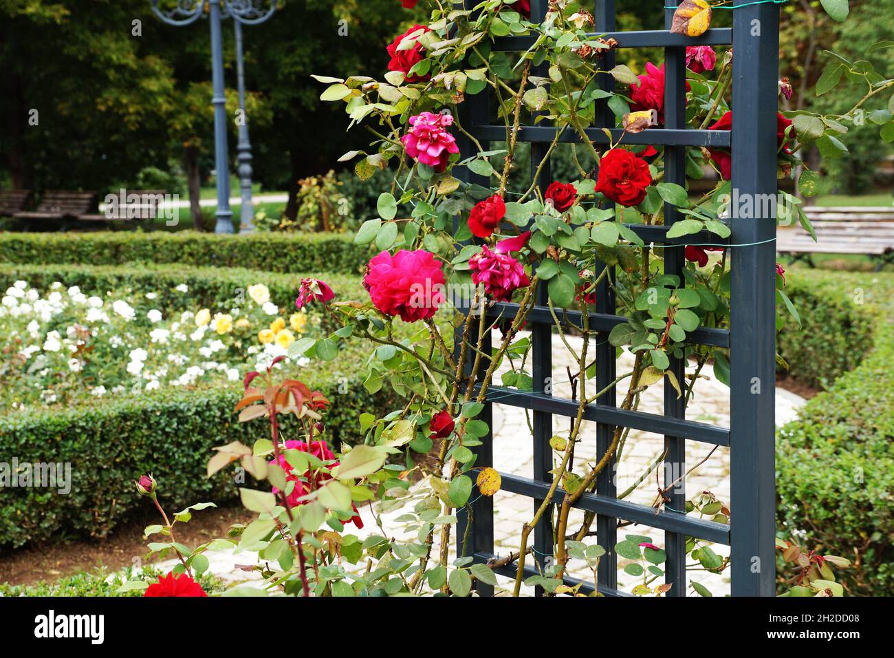 Rose rampicanti rosse su un pergolato di legno nero in un parco estivo soleggiato. Foto Stock