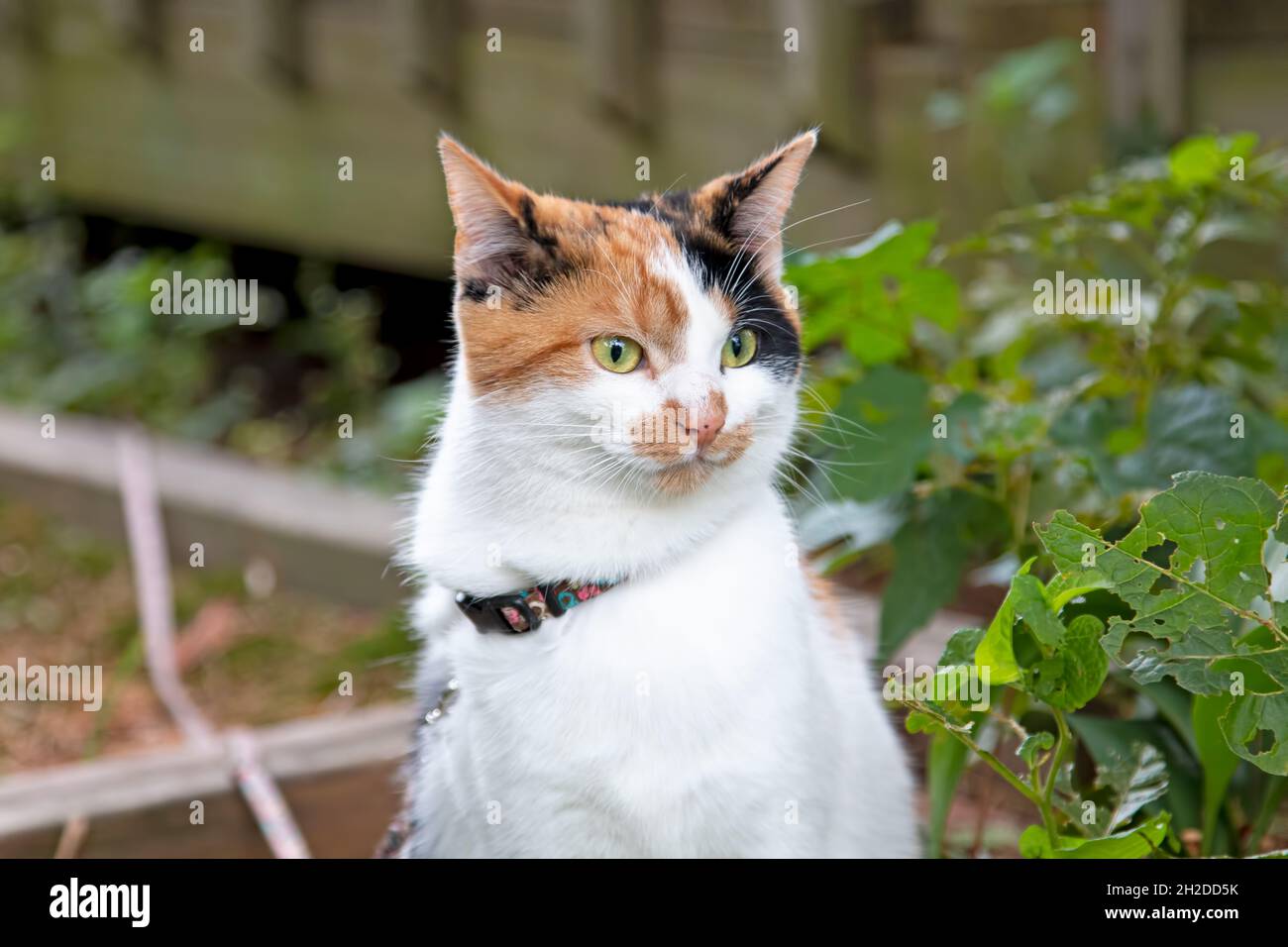 Calico gatto con un aspetto divertente sul suo volto Foto Stock