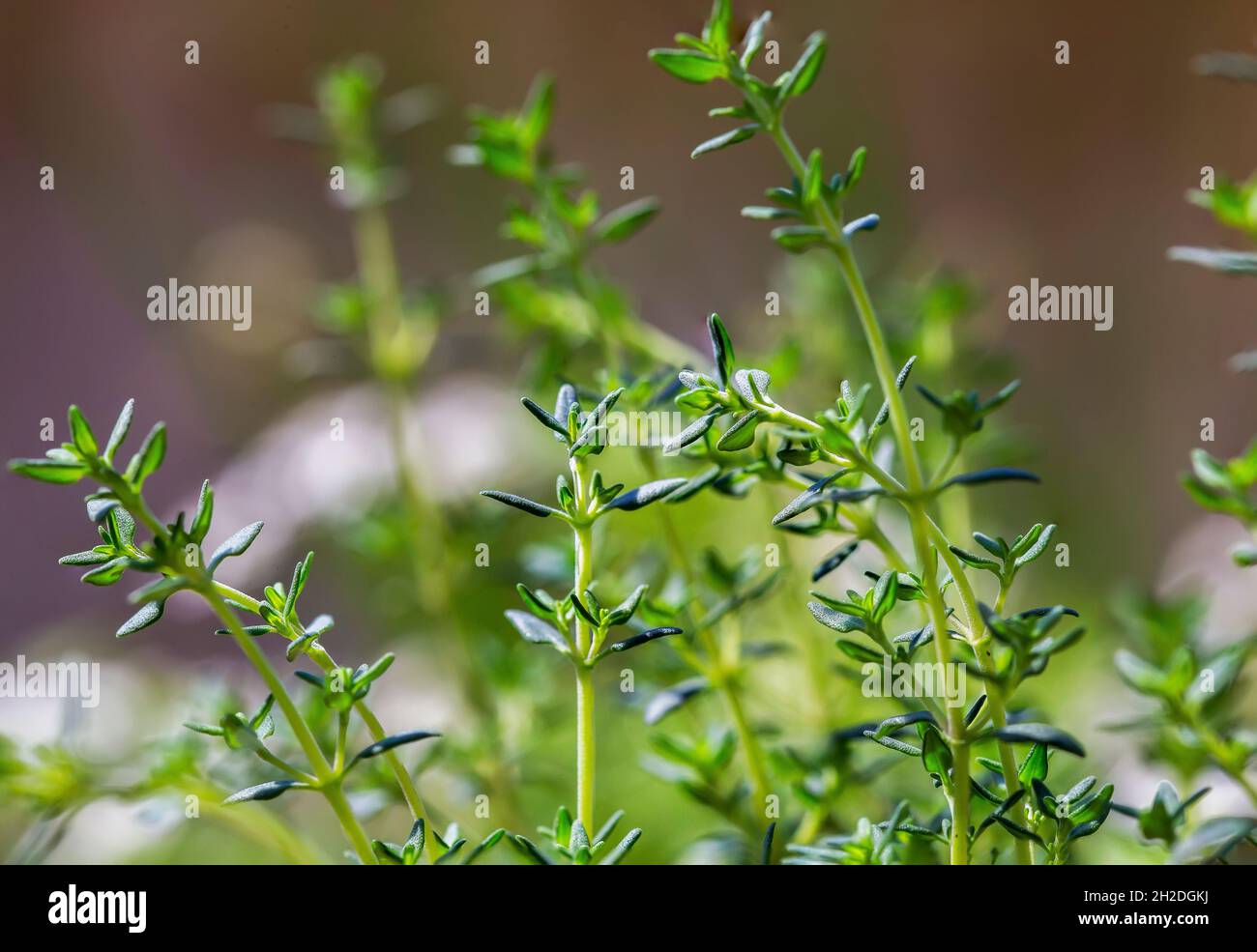 Closeup di piante di timo Foto Stock
