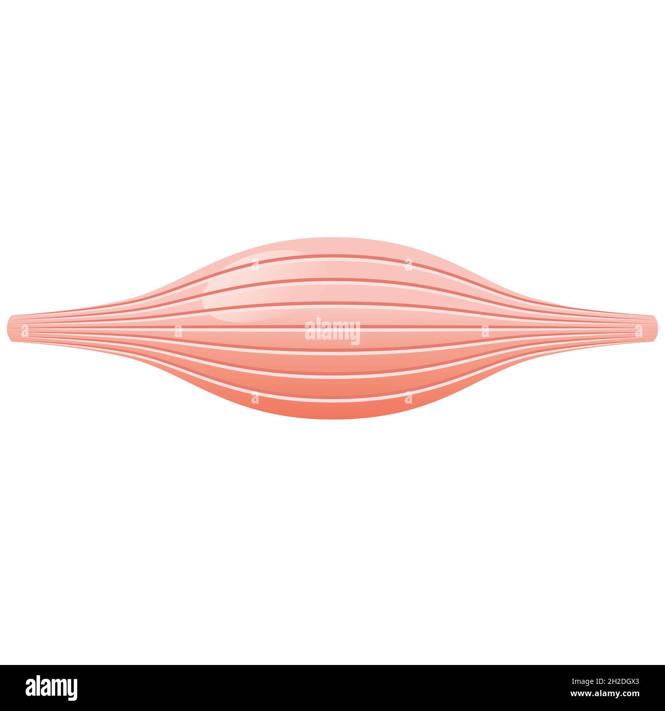 Muscoli. Bicipite. Icona. Design piatto. Allenamento. Fitness. Illustrazione Foto Stock