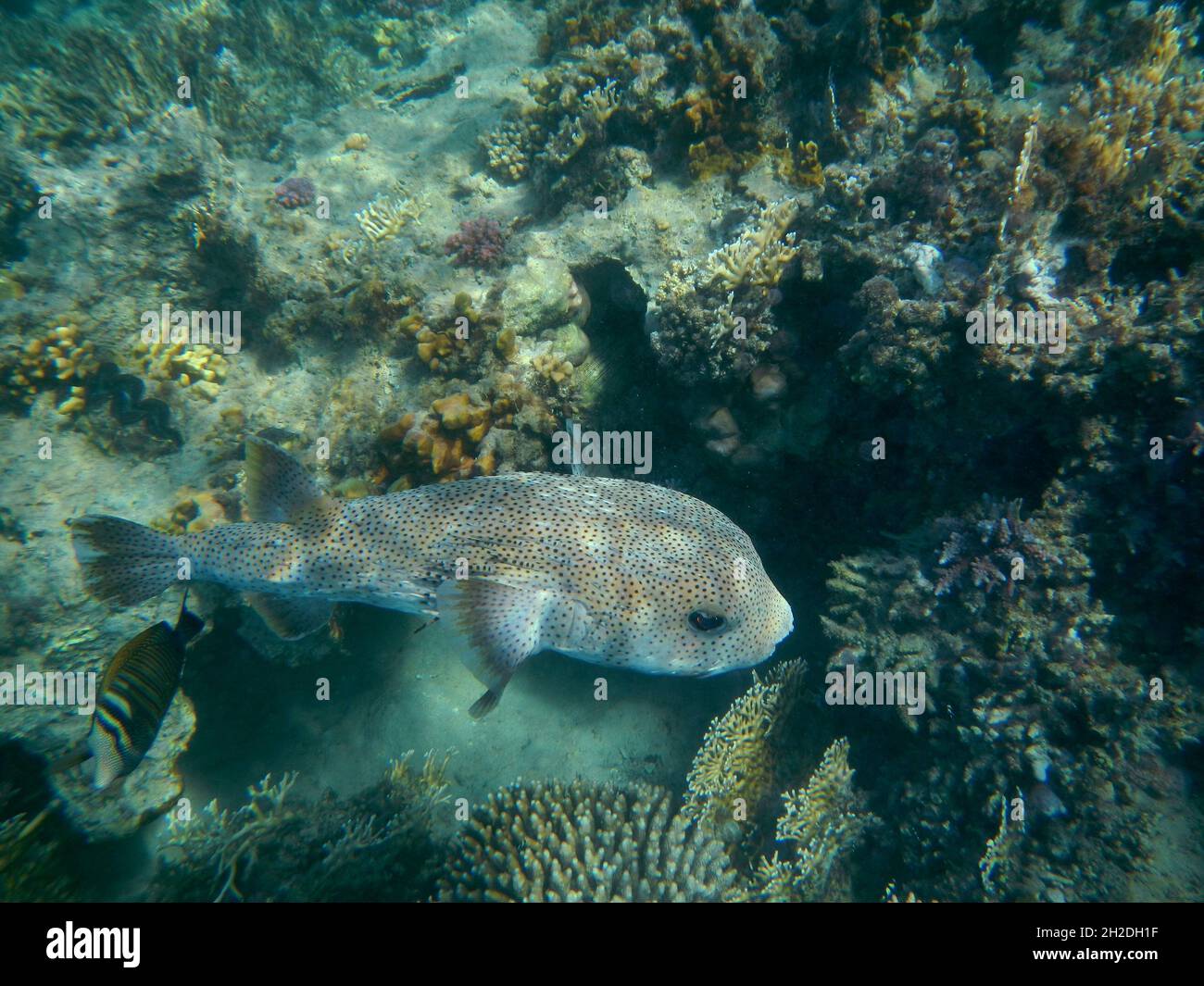 Gepunkteter Igelfisch / Porcupinefish macinato / Diodon hystrix Foto Stock