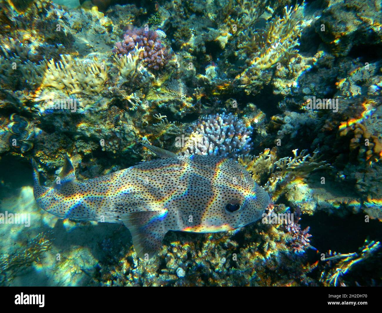 Gepunkteter Igelfisch / Porcupinefish macinato / Diodon hystrix Foto Stock