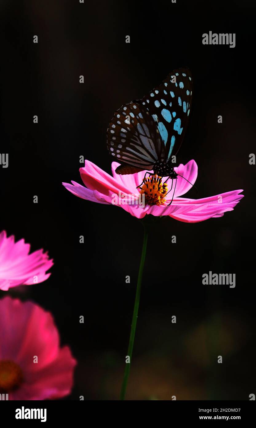la farfalla blu della tigre (limniace di tirumala) è seduta su un fiore del cosmo in primavera Foto Stock