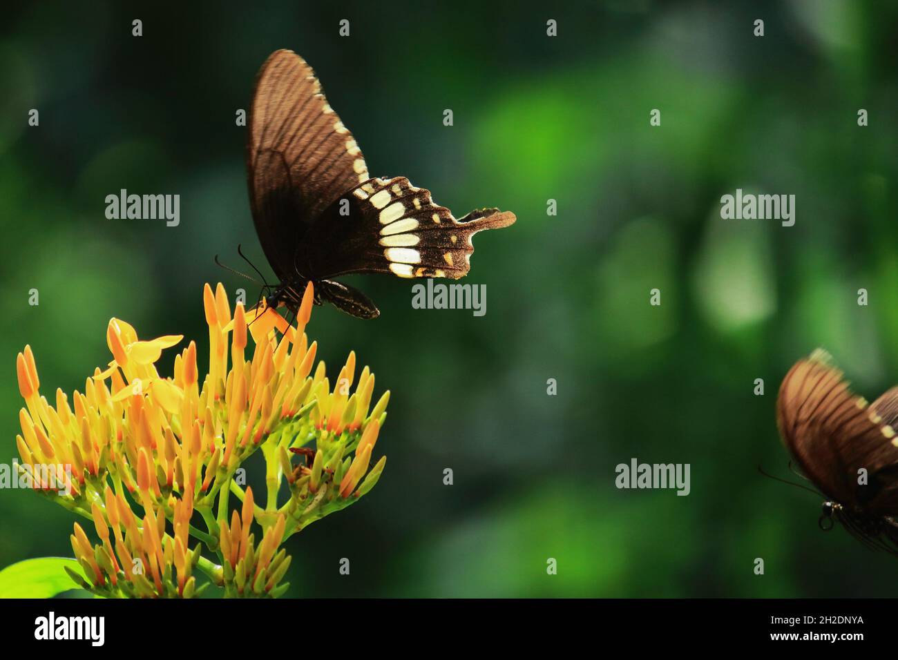 farfalla mormone comune maschile (papilio polytes) che volano sul fiore Foto Stock