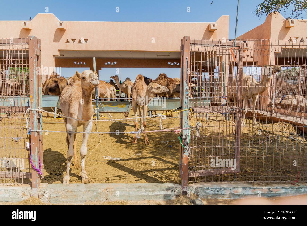 Gabbie di cammello al mercato degli animali di al Ain, Emirati Arabi Uniti Foto Stock