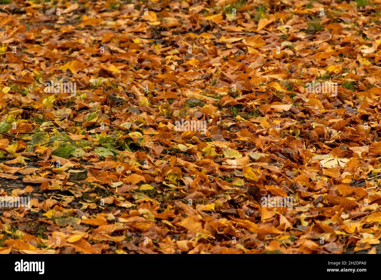 Un tappeto di foglie rosse, arancioni, giallo, marroni e dorate ricopre l'erba in questa scena autunnale Foto Stock