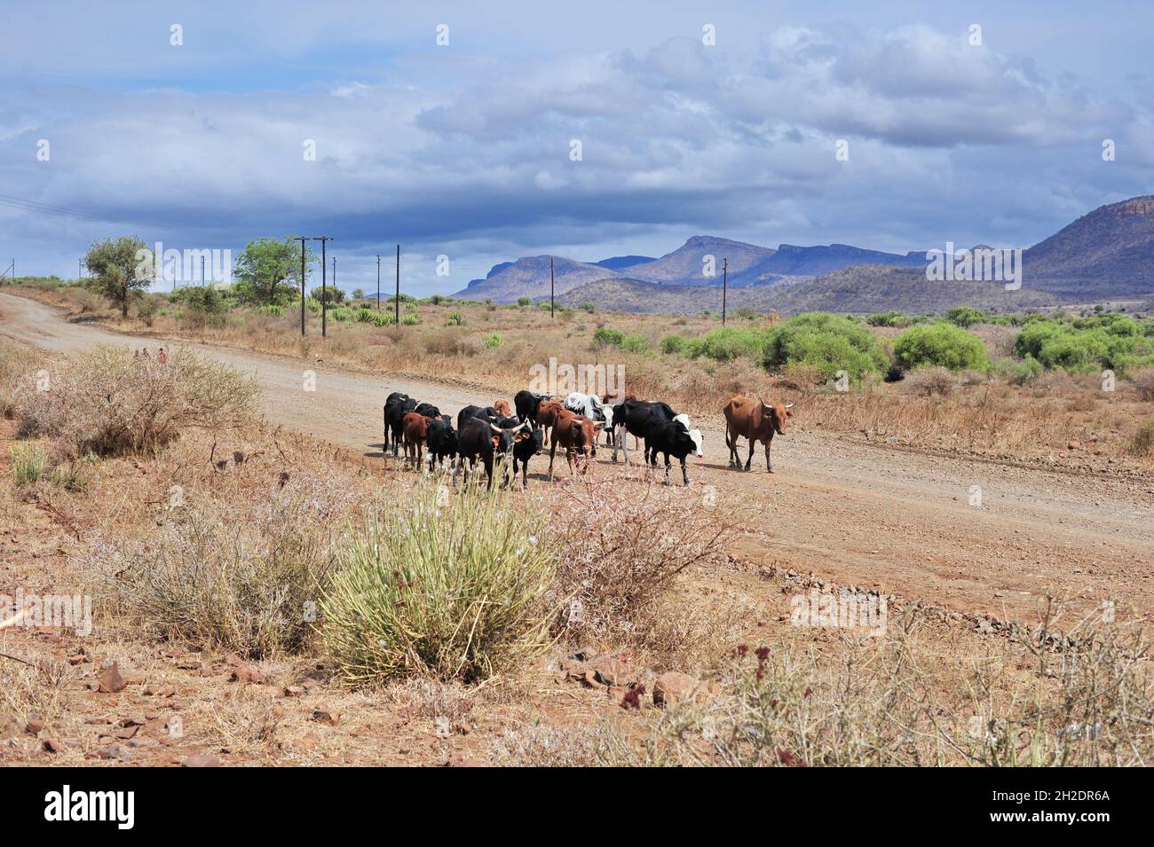 Bestiame in un pittoresco villaggio di Limpopo in Sudafrica dove molti residenti ancora tenere bestiame per sostentamento. Foto Stock