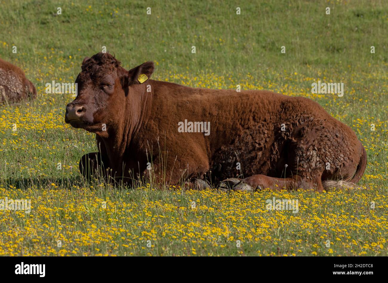 Bestiame rosso Ruby Devon pascolo su pascoli di gesso ricco di specie, Badbury anelli, Dorset. Foto Stock