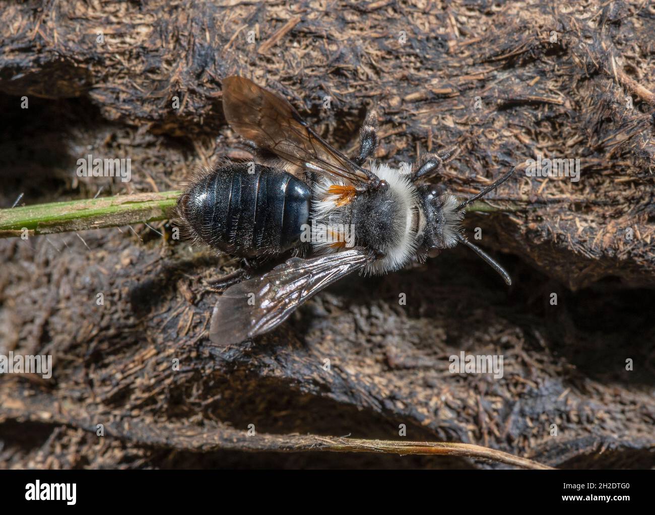 Ape mineraria dai capelli grigi, Andrena cineraria, con le tringuline (larve) di un coleottero di olio, probabilmente Meloe prosscarabeo, attaccata. Foto Stock