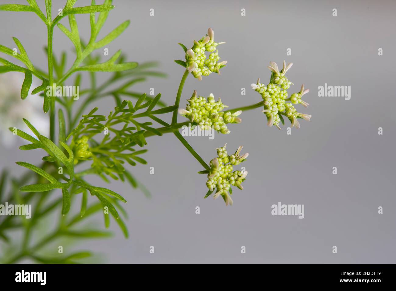 Coriandolo (Coriandrum sativum) chiamato anche coriandolo o prezzemolo cinese, in fiore. Foto Stock