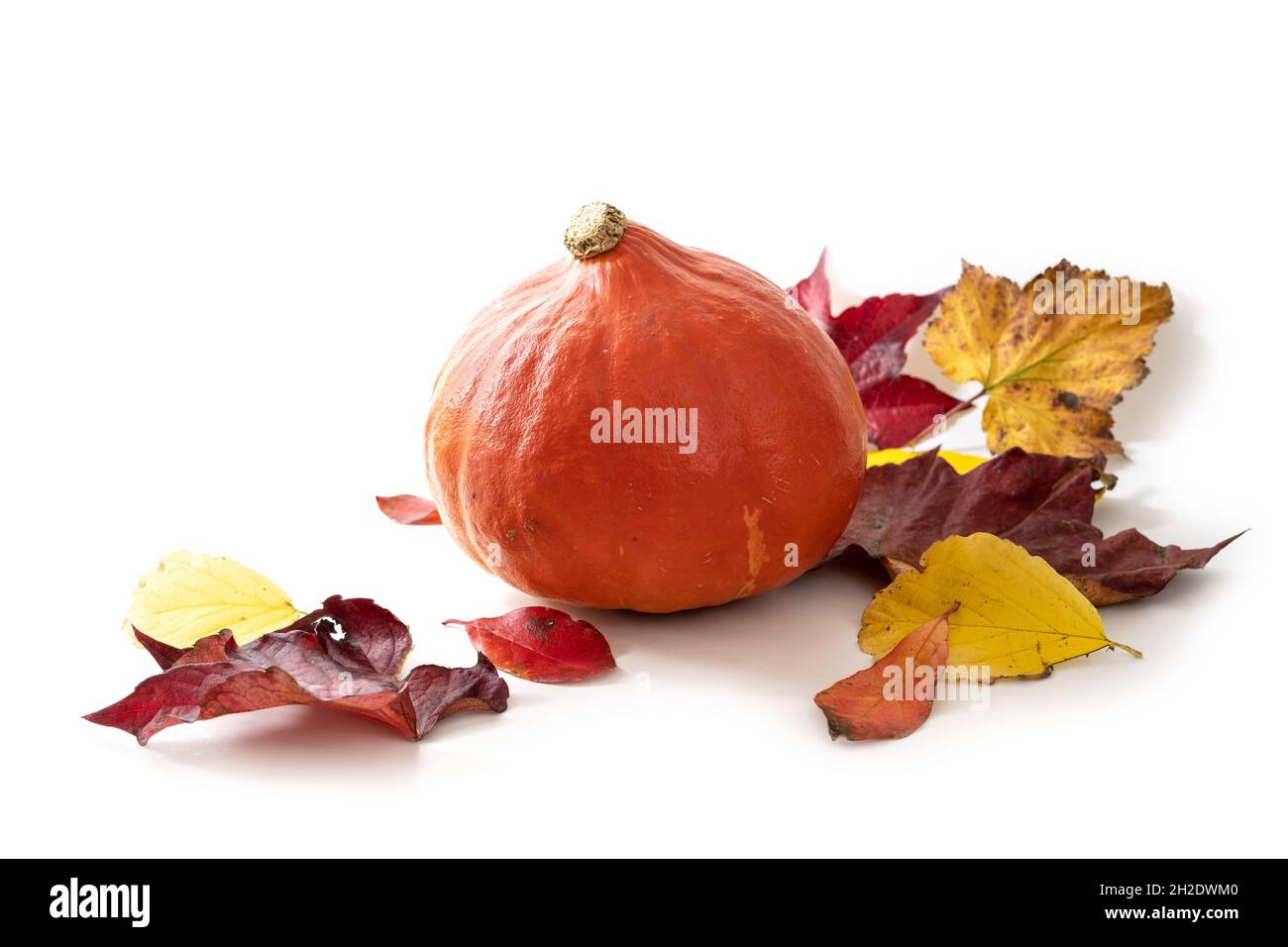 Zucca kuri rossa o zucca Hokkaido con foglie autunnali isolate su sfondo bianco, verdure sane per Halloween e Thanksgiving, spazio copia, s Foto Stock