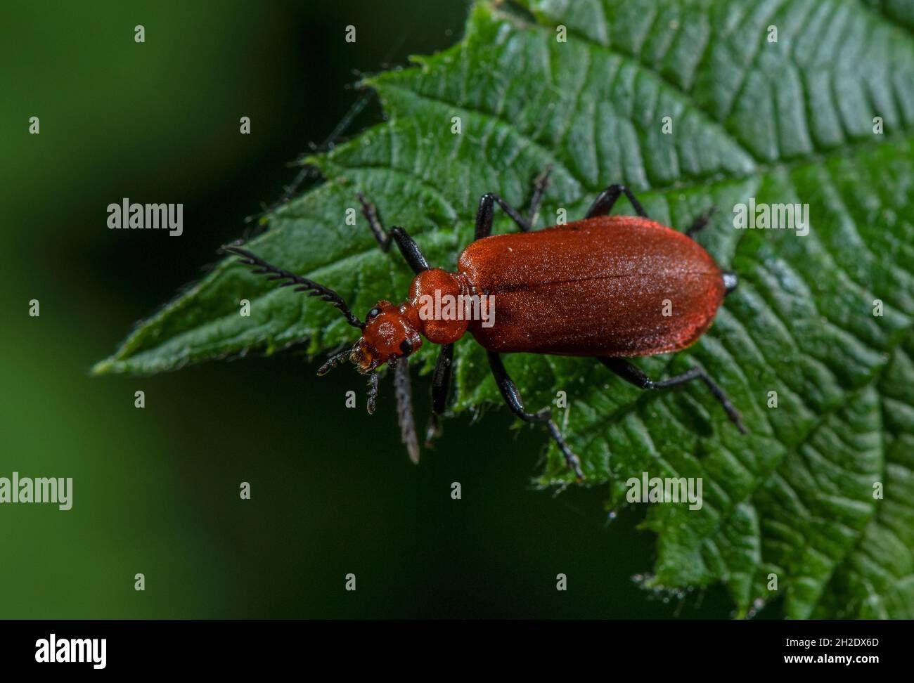 Coleottero cardinale a testa rossa, Pyrocroa serraticornis, in radura boschiva, in primavera. Foto Stock