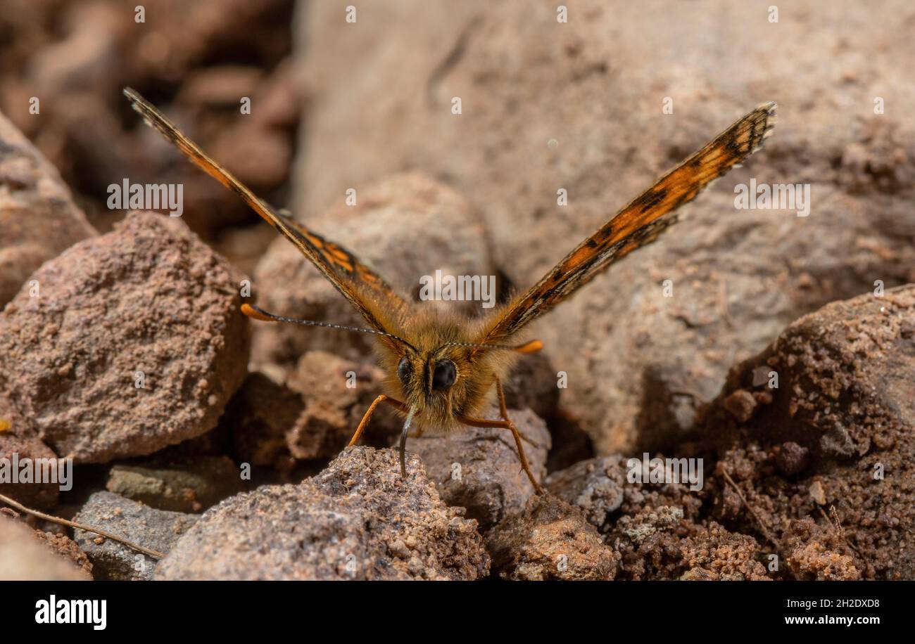 Heath Fritillary, Melitaea athalia, alimentazione maschile su sali minerali streamside, Exmoor. Foto Stock